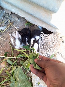 Alimentar os coelhinhos