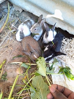 Coelhos são beleza da Natureza